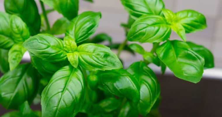 Fresh Basil