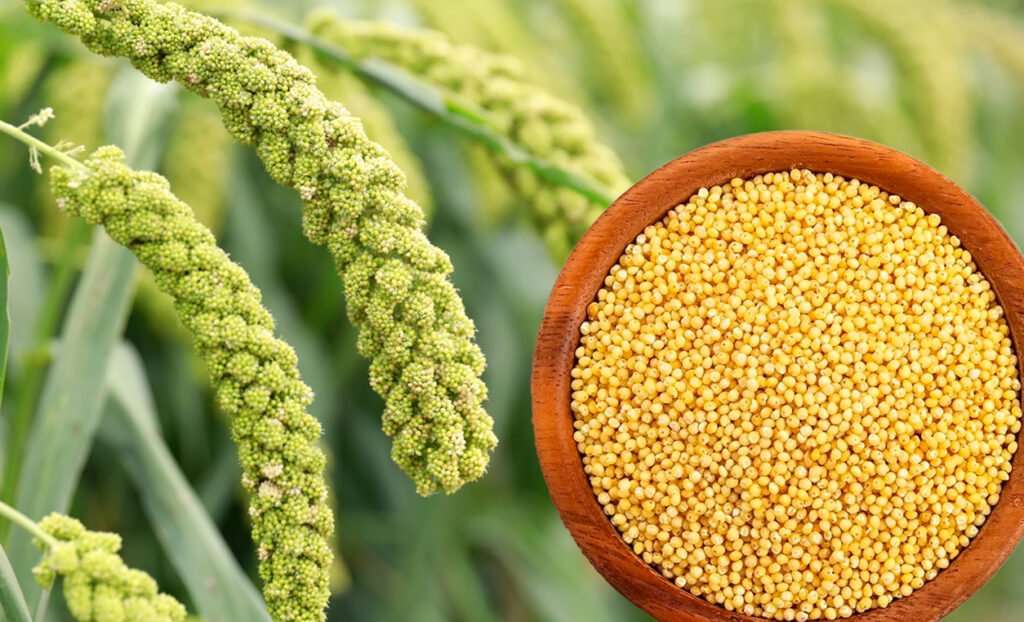 foxtail millet crop and grain