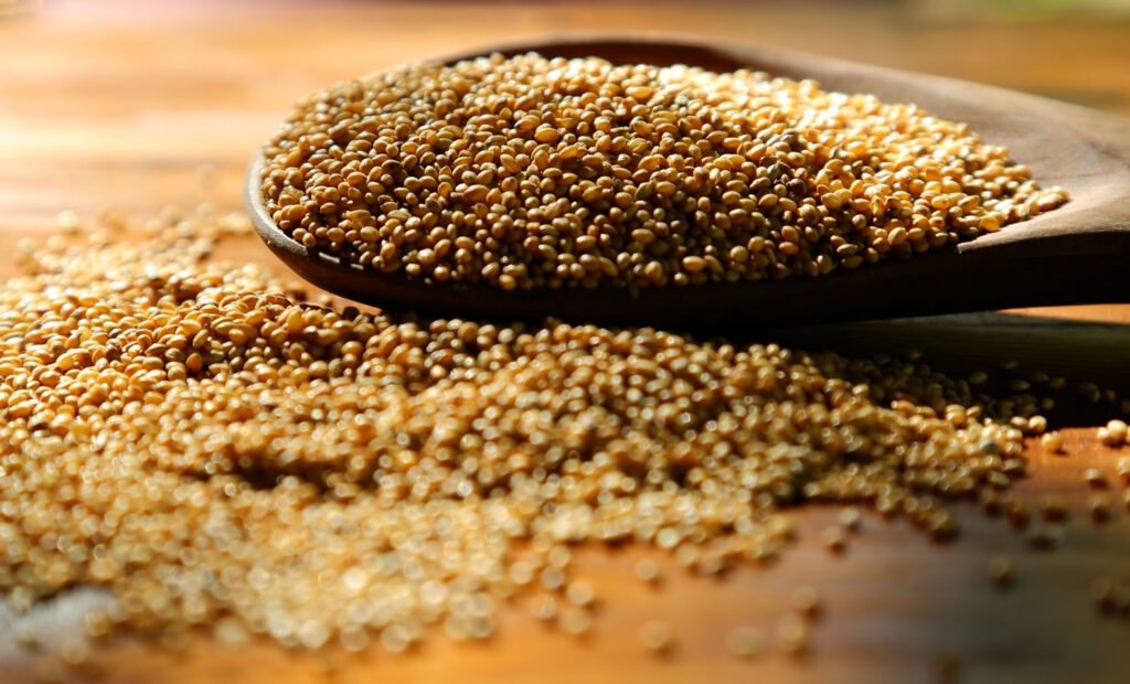 foxtail millet