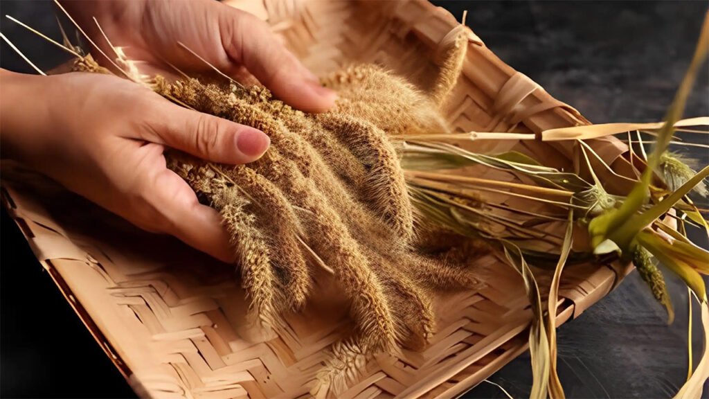 foxtail millet